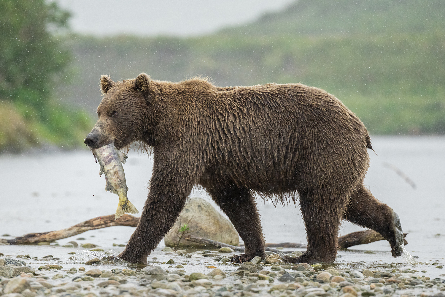 Last-minute gift: Bear viewing raffle tickets for McNeil River State Game  Sanctuary - Must Read Alaska